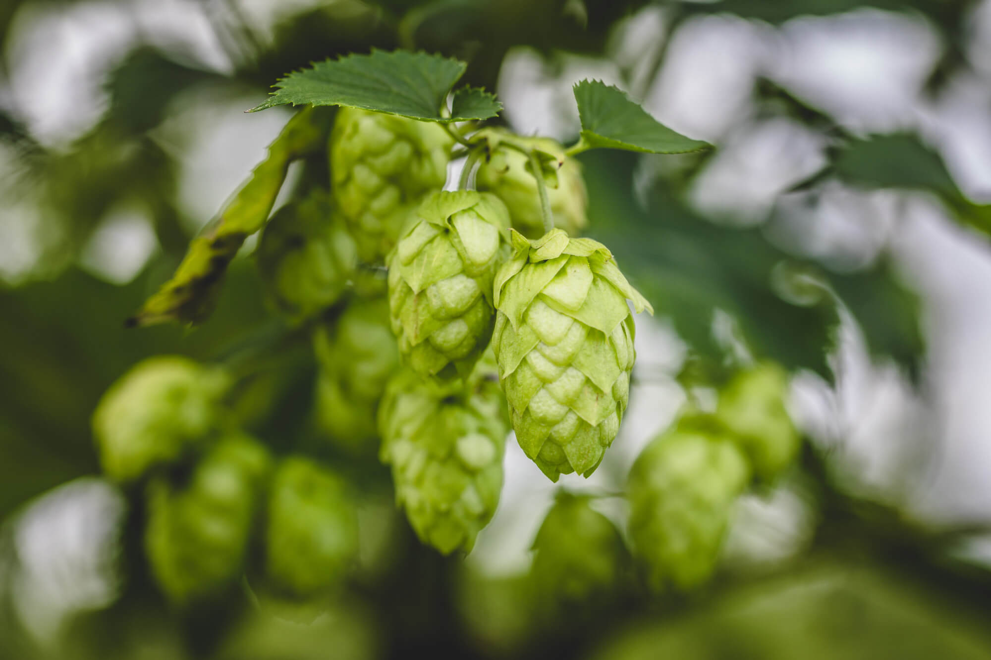 hopextract[1].jpg